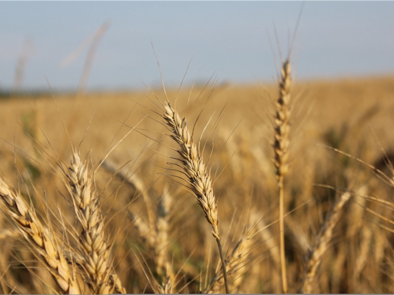 兰州醉瓜之谜-无法破译的密码-神秘的大自然