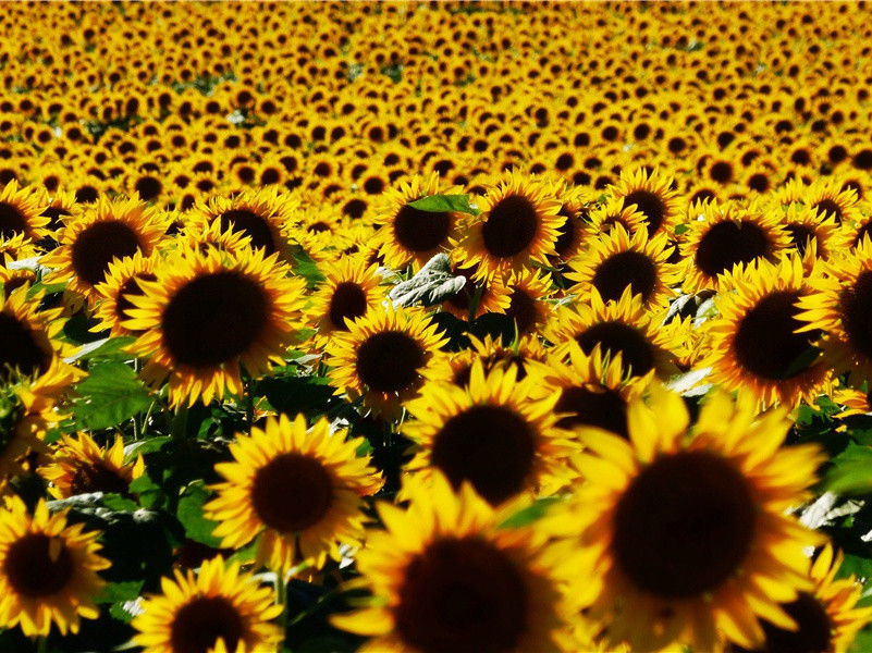 五颜六色的雨水-神秘的大自然