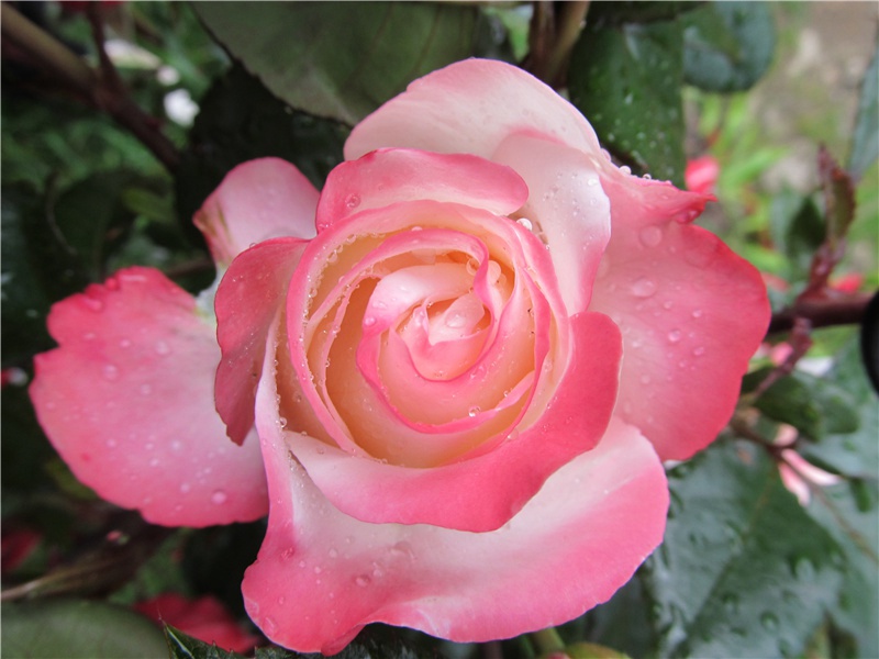 奇异的龙卷风之谜-神奇的自然现象揭秘