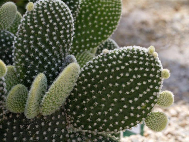 奇异可怕的球状闪电-神奇的自然现象揭秘