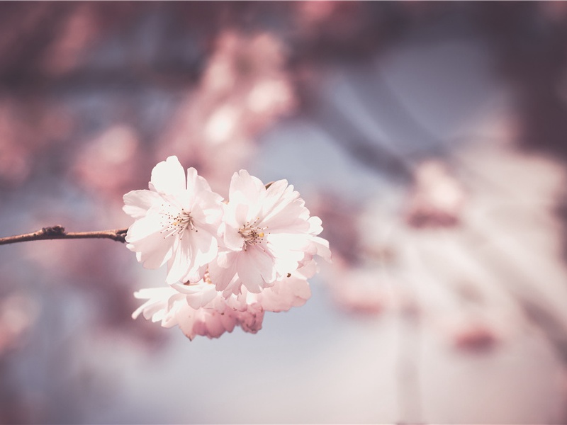 死亡谷之谜-神奇的自然现象揭秘