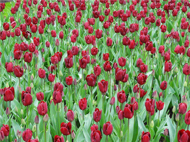 美妙的大自然音响-神奇的自然现象揭秘