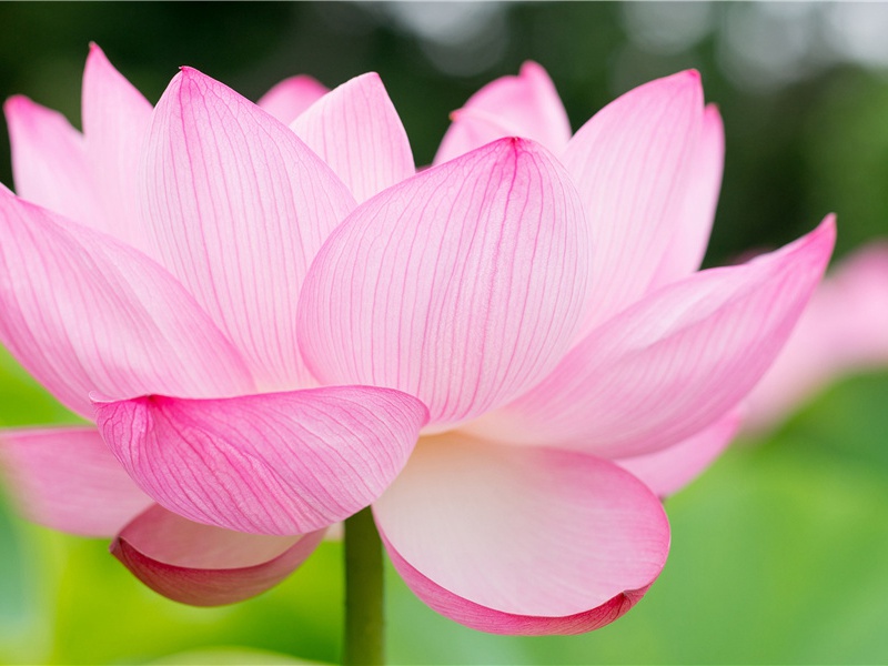 极光形成之谜-神奇的自然现象揭秘