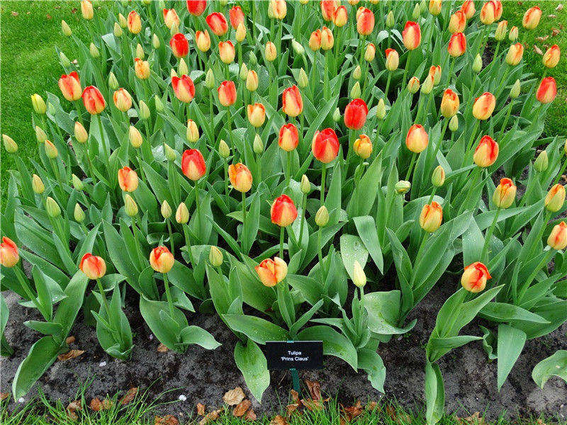 地理奇观-神奇的自然现象揭秘