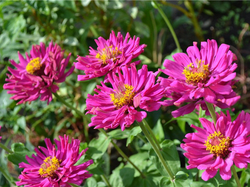 澳大利亚的怪火-神奇的自然现象揭秘