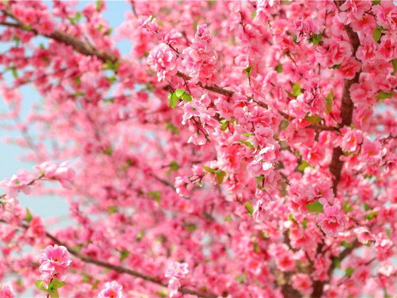 神秘地带之谜-神奇的自然现象揭秘