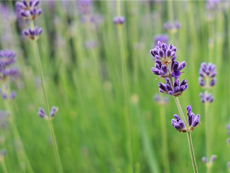 天池怪兽之迷-神奇的自然现象揭秘