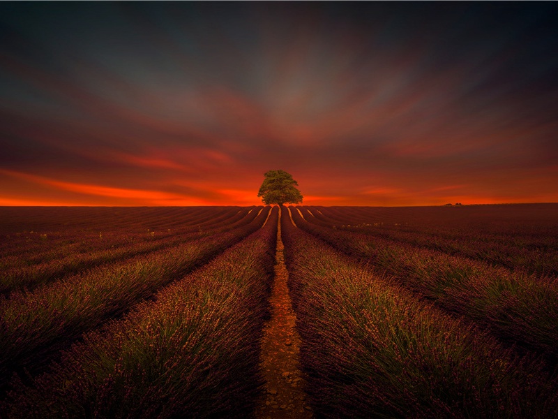 中国树海猎奇-神奇植物之谜