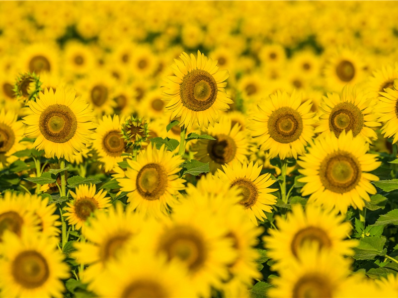 丛林石球是外星人的玩具吗-探索古遗迹之谜