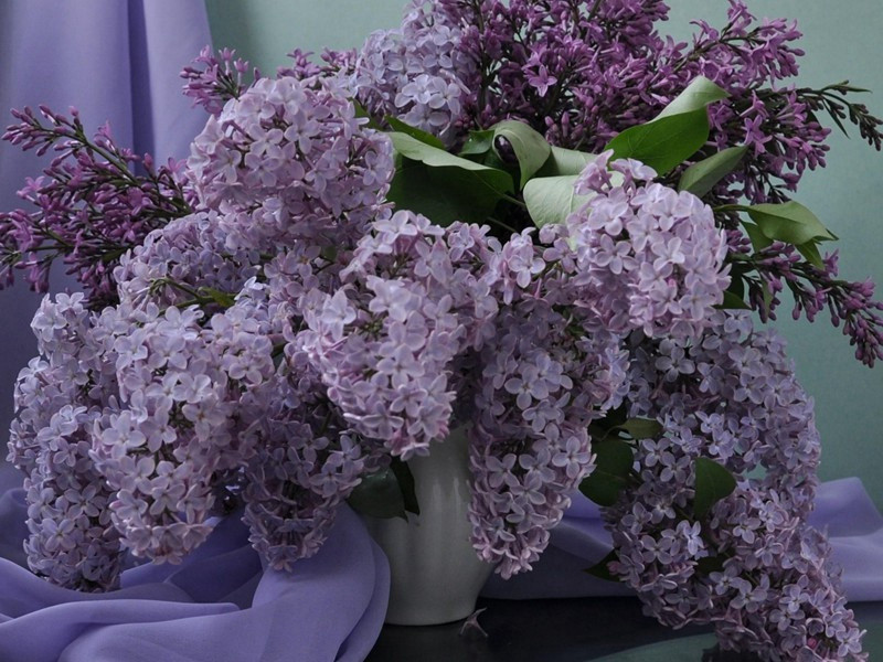 怪树奇花8则-神奇植物之谜