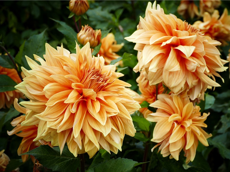 珍树奇花-神奇植物之谜