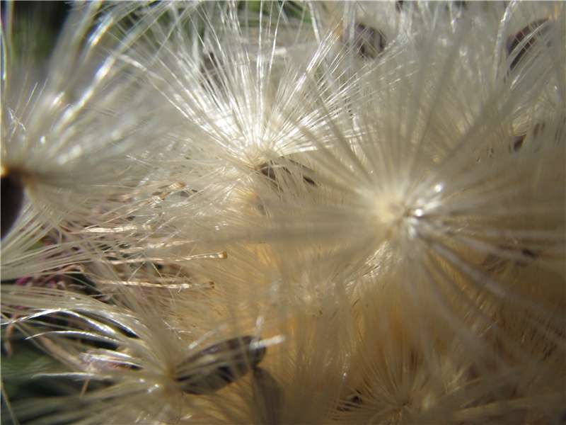 古树奇竹-神奇植物之谜