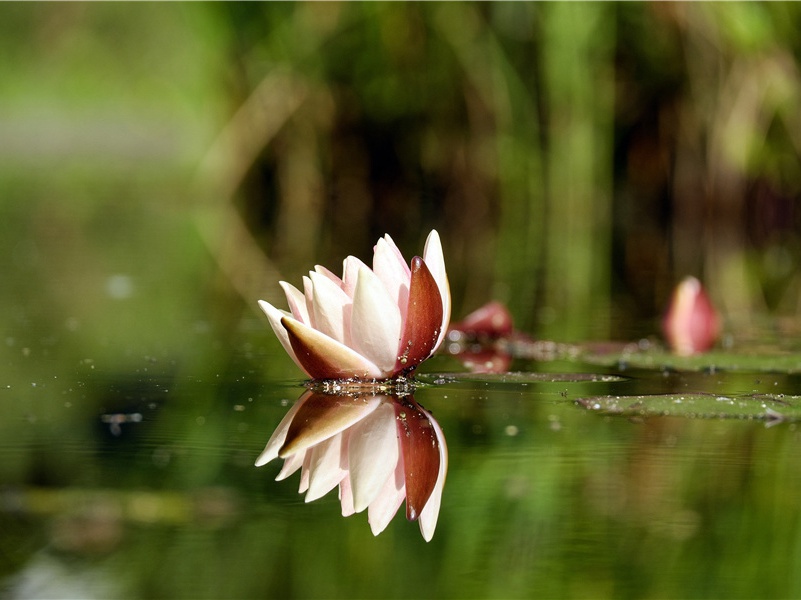 巨型蘑菇和异样菌-神奇植物之谜