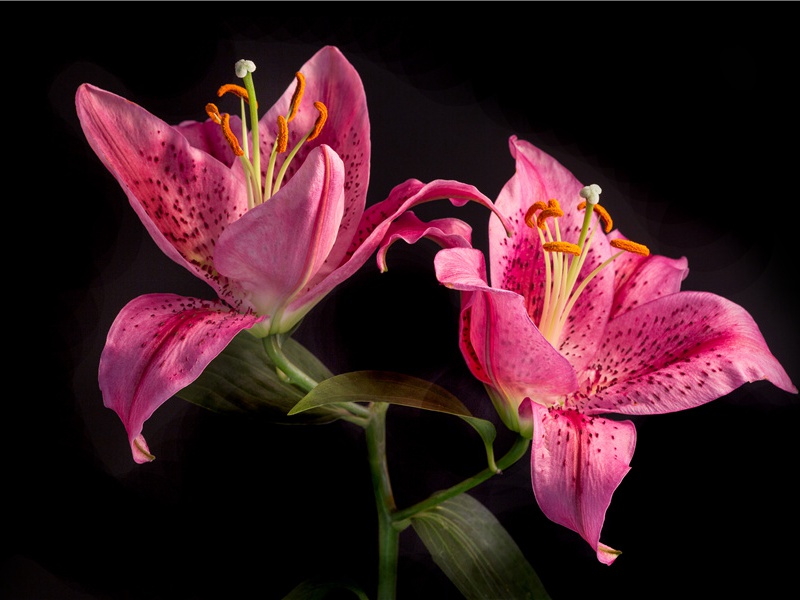 动物的婚配奇观-神奇的动物之谜