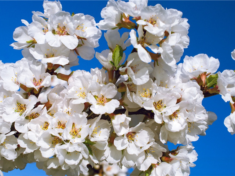 来自遥远星球的人种之谜-探索古遗迹之谜