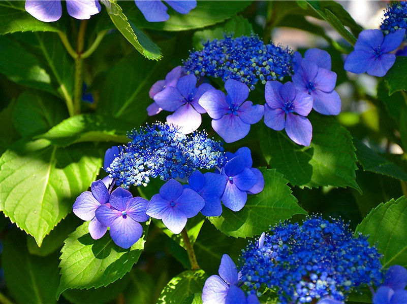 稀奇古怪的葬礼-神奇的动物之谜