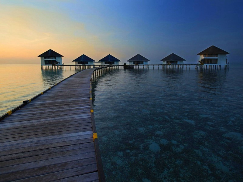 罕见的母狗猫胎-神奇的动物之谜