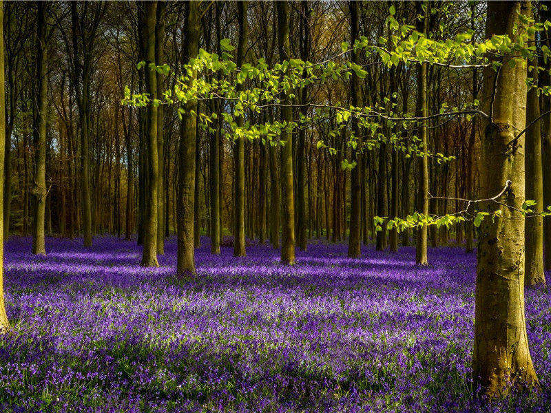 会讲人话的猫-神奇的动物之谜