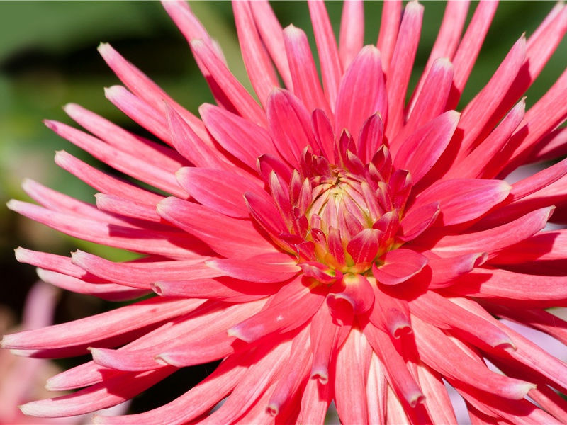 会复仇的动物-神奇的动物之谜