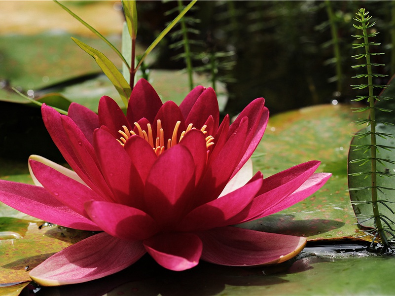 奇怪的兔子-神奇的动物之谜