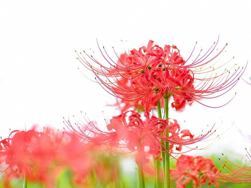 昆虫的爱情-神奇的动物之谜