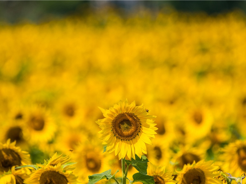 鱿鱼集会奇观-神奇的动物之谜