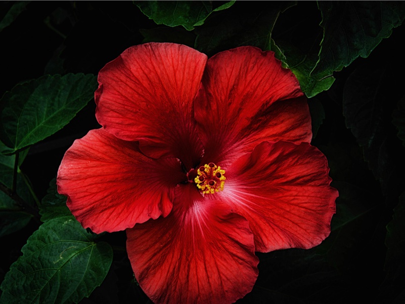 海龟的记忆力-神奇的动物之谜