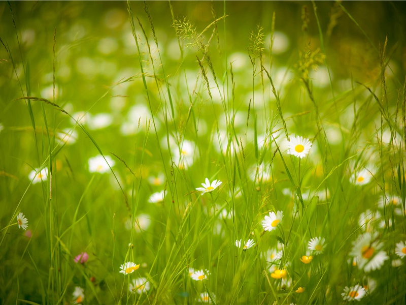 怪鱼-神奇的动物之谜