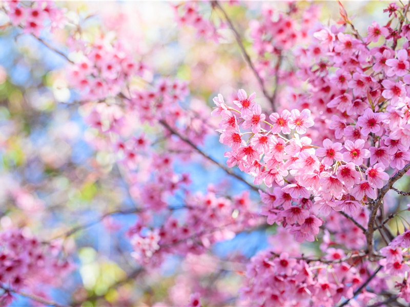 割肉而不死的鱼-神奇的动物之谜