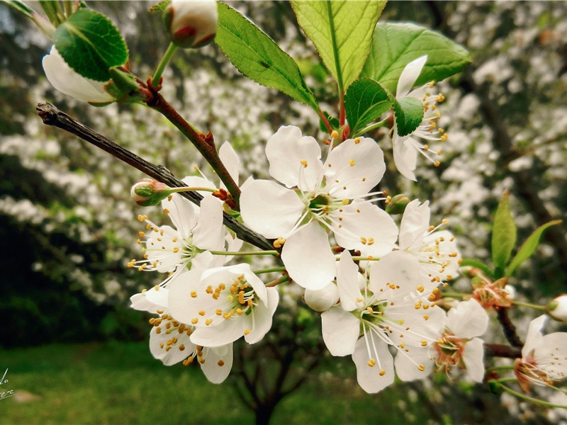 报恩的海豚-神奇的动物之谜