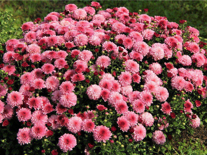 动物的说谎本领-神奇的动物之谜