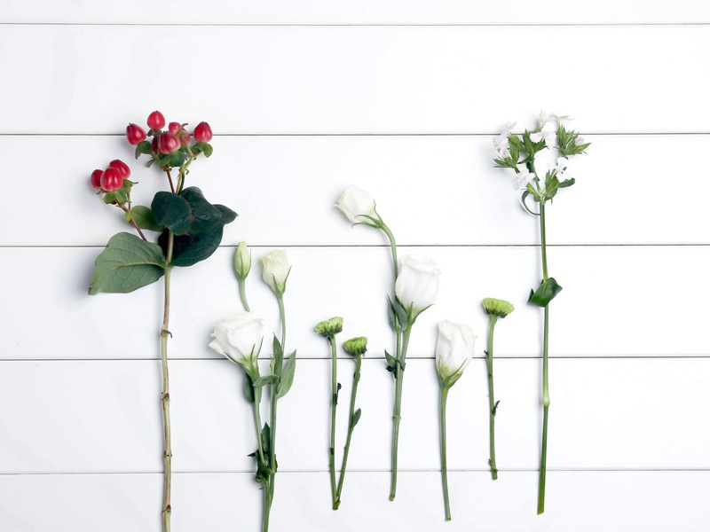 兽语奇谈-神奇的动物之谜