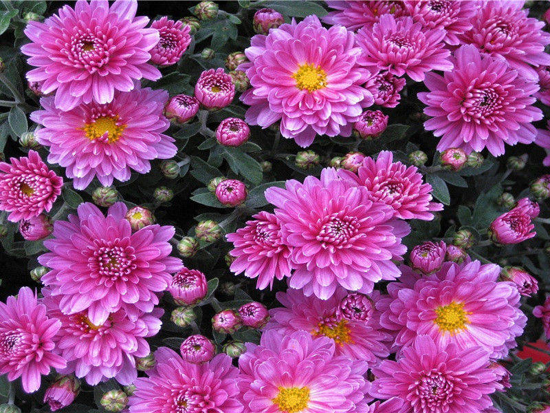 微形动物和巨形动物搜奇-神奇的动物之谜