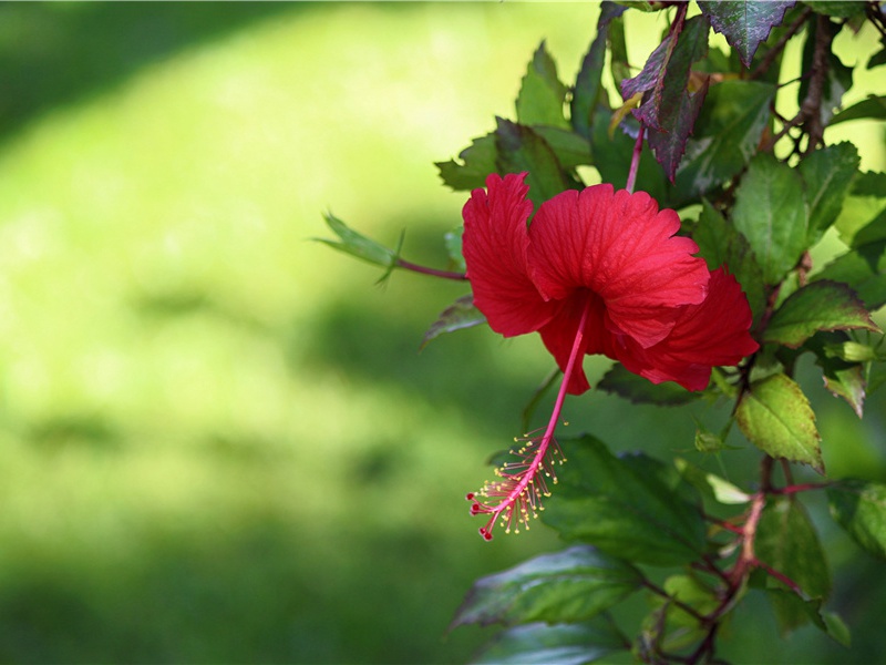 中国发现未知生物-神奇的动物之谜