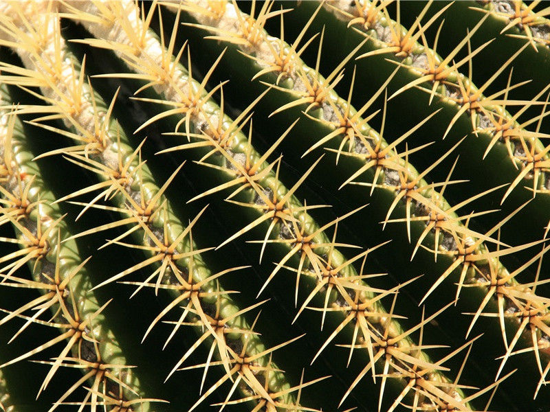 动物自疗疾病-神奇的动物之谜