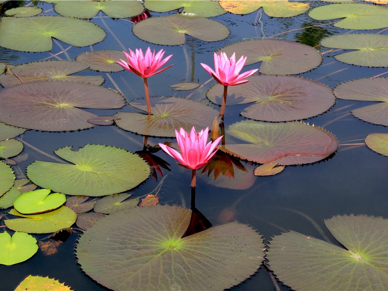 兽类的好爸爸-神奇的动物之谜