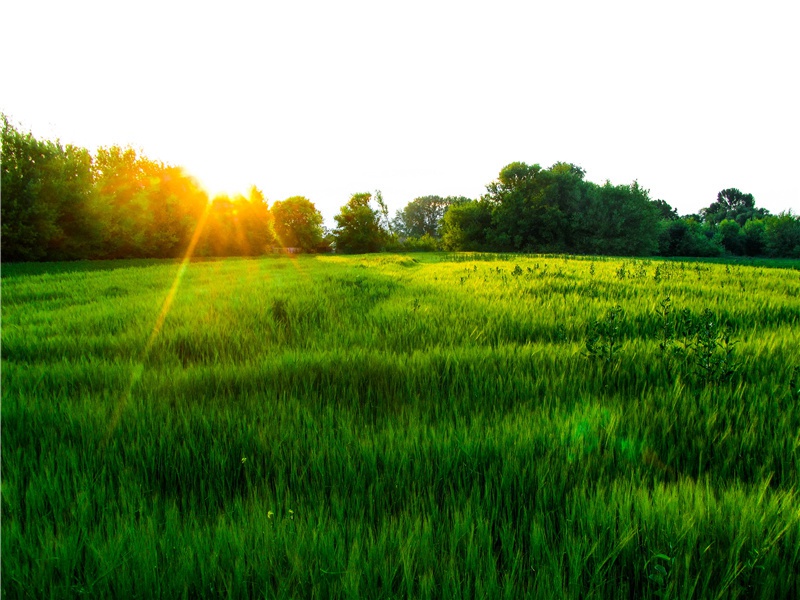 兽类母子情深-神奇的动物之谜