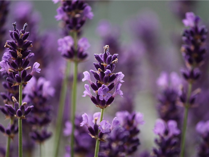 最新的“搁浅之因”理论-神奇的动物之谜