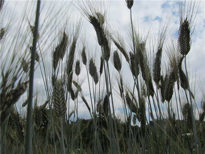 最甜的叶-神奇的世界之最