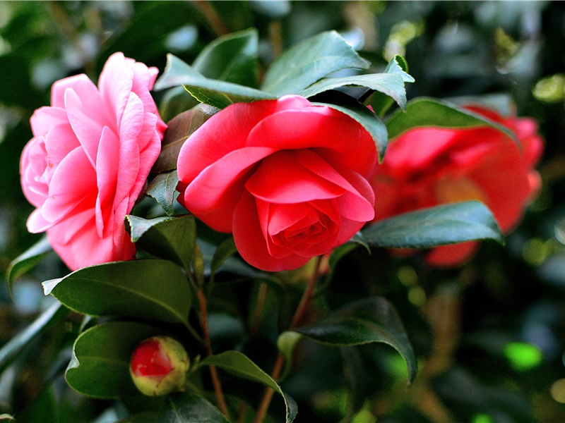 最大的仙人掌-神奇的世界之最