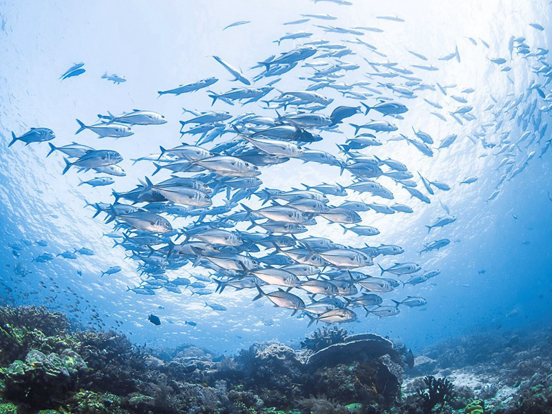 最重的种子-神奇的世界之最