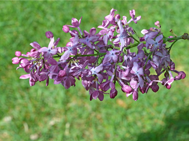 果中之王——榴莲-神奇的世界之最