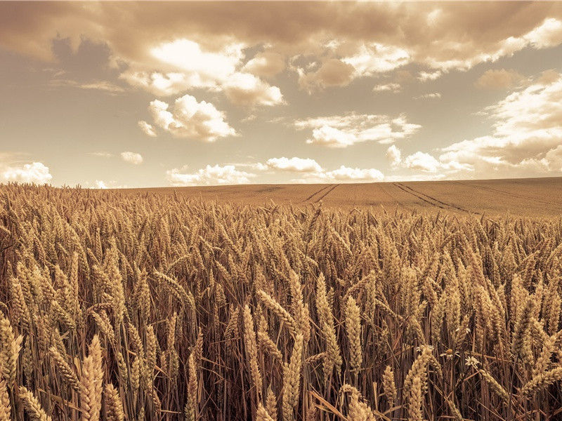 世界油王——油棕-神奇的世界之最