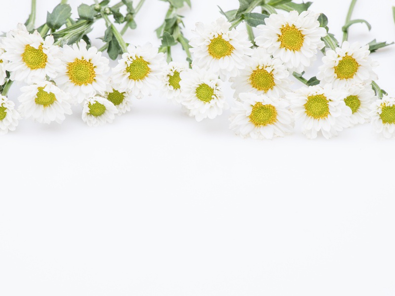 最小的海洋生物-神奇的世界之最