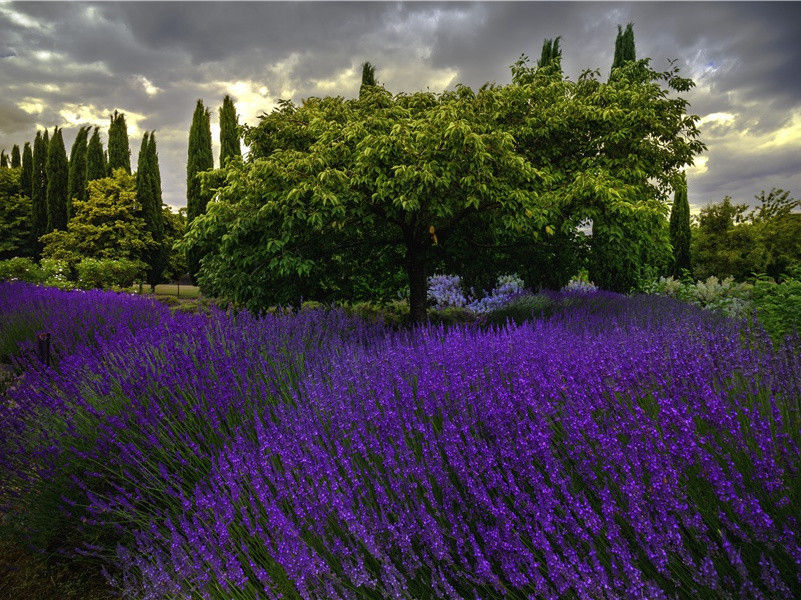 飞得最远的鱼-神奇的世界之最