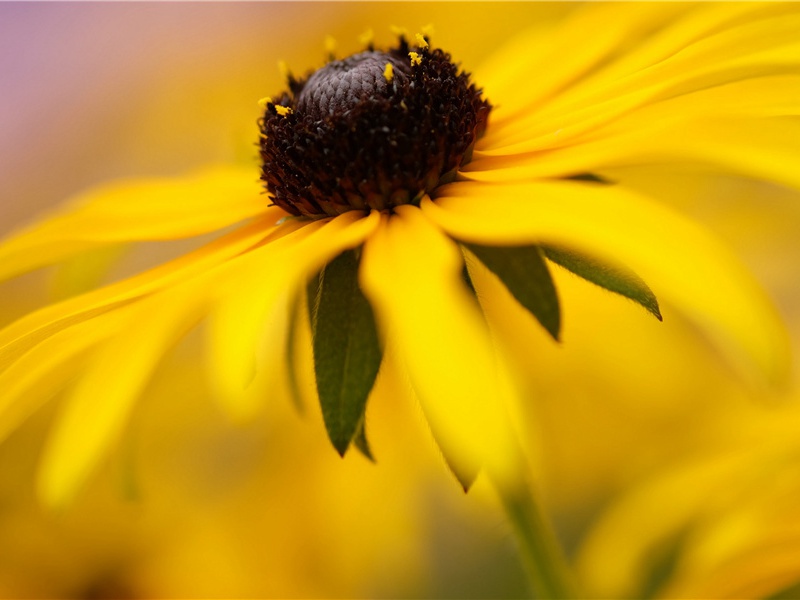 最小的鸟-神奇的世界之最