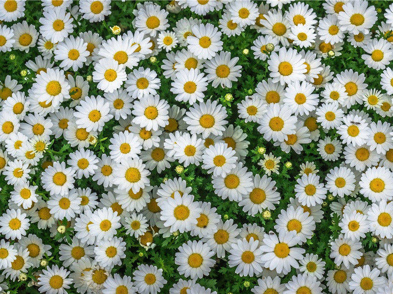 走得最慢的兽——树懒-神奇的世界之最