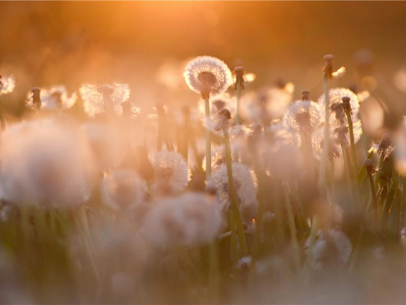 最小的陆生哺乳动物-神奇的世界之最