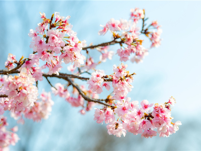 最高的动物-神奇的世界之最