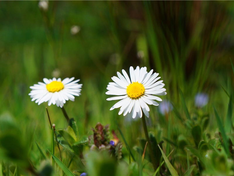 飞行冠军——军舰鸟-神奇的世界之最
